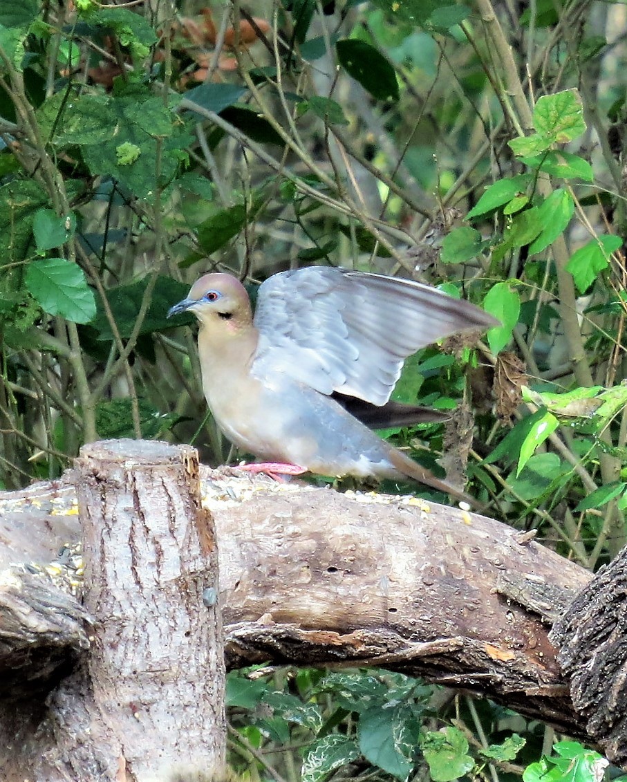 Mourning Dove - ML89062161