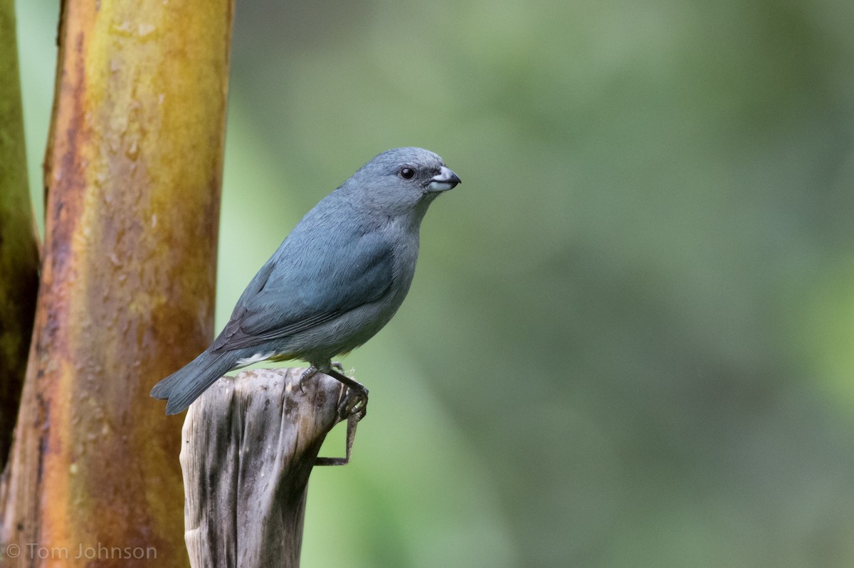 Jamaican Euphonia - Tom Johnson