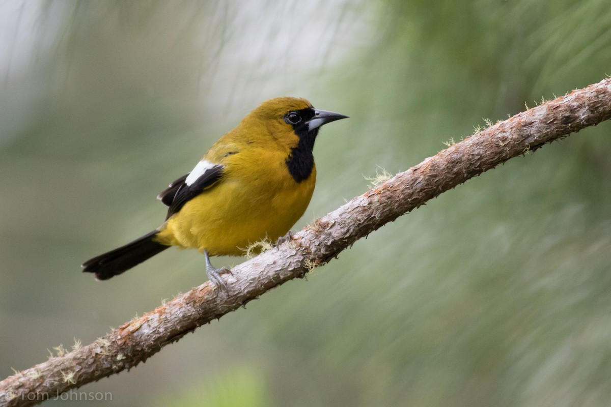 Jamaican Oriole - Tom Johnson