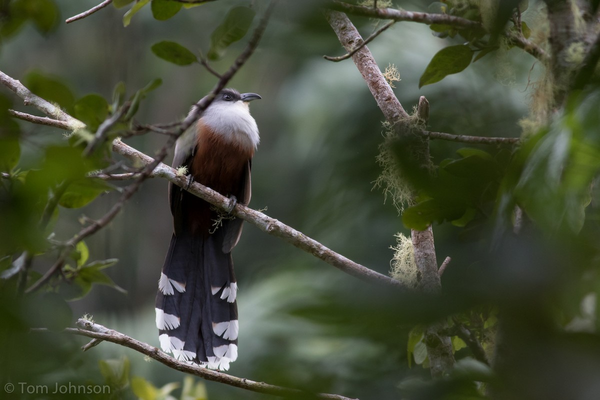 Chestnut-bellied Cuckoo - Tom Johnson