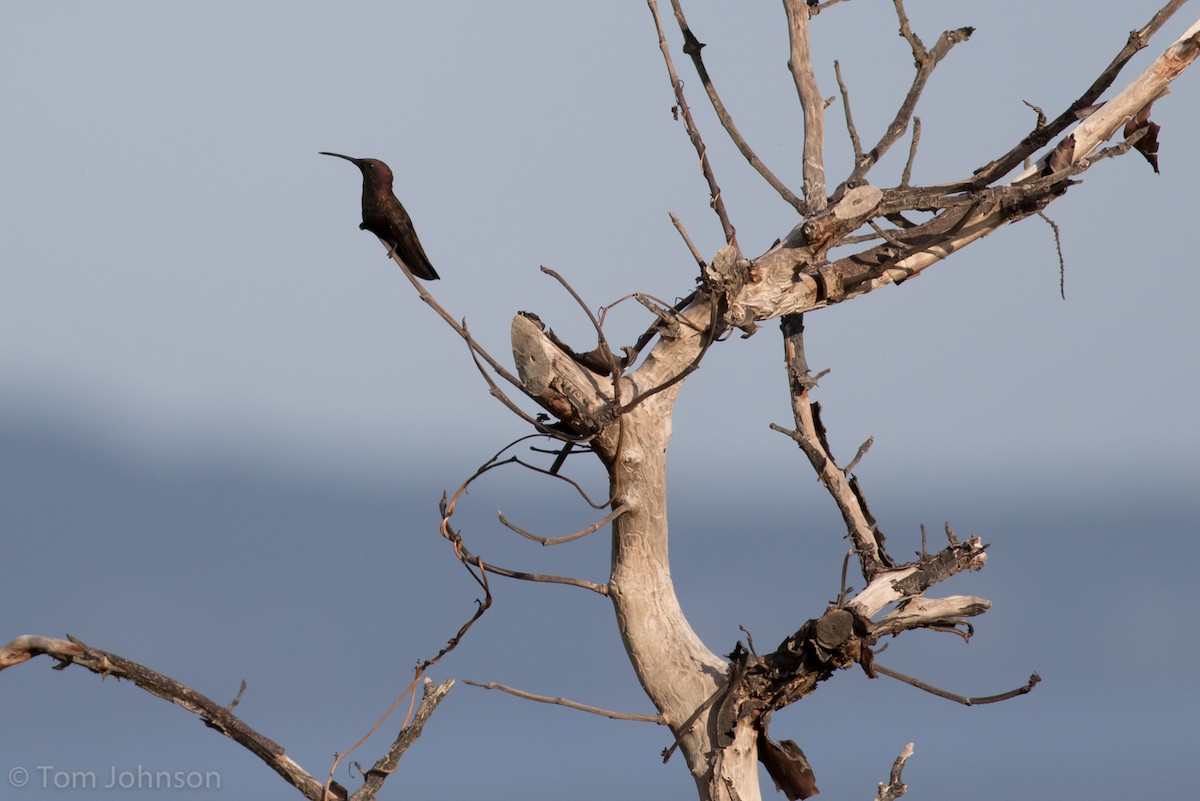 kolibřík jamajský - ML89062611