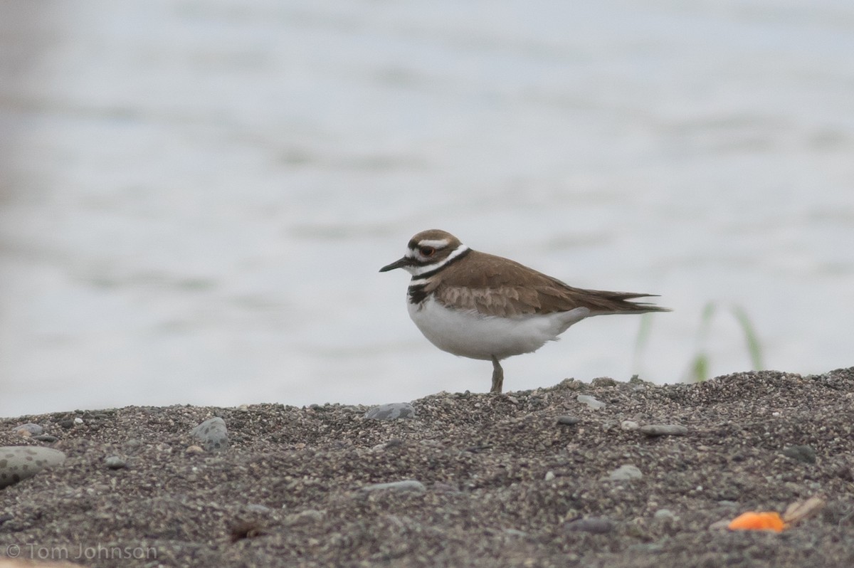 Killdeer - ML89062621