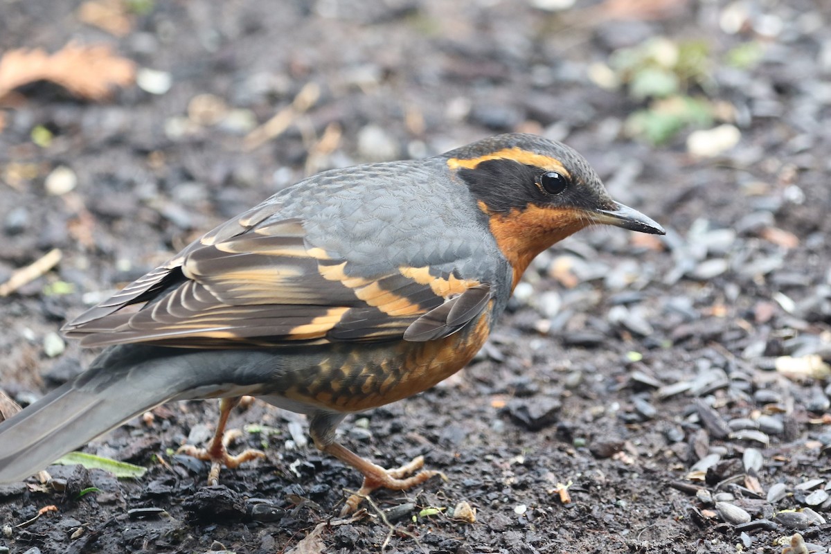 Varied Thrush - Bob Friedrichs