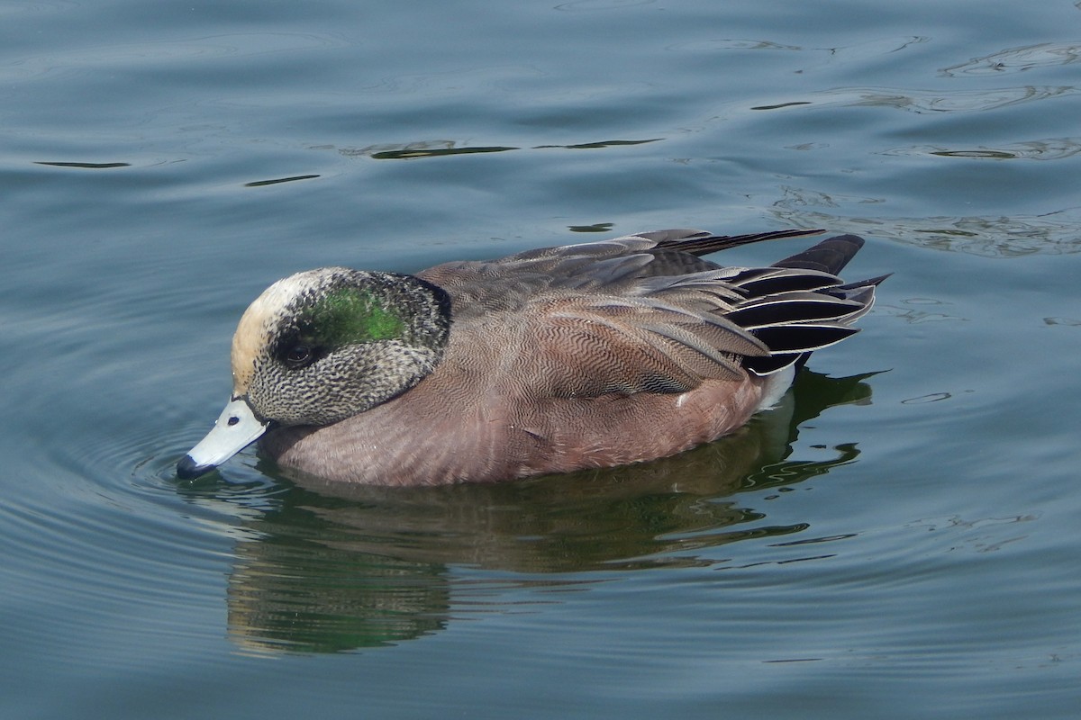 American Wigeon - ML89066421