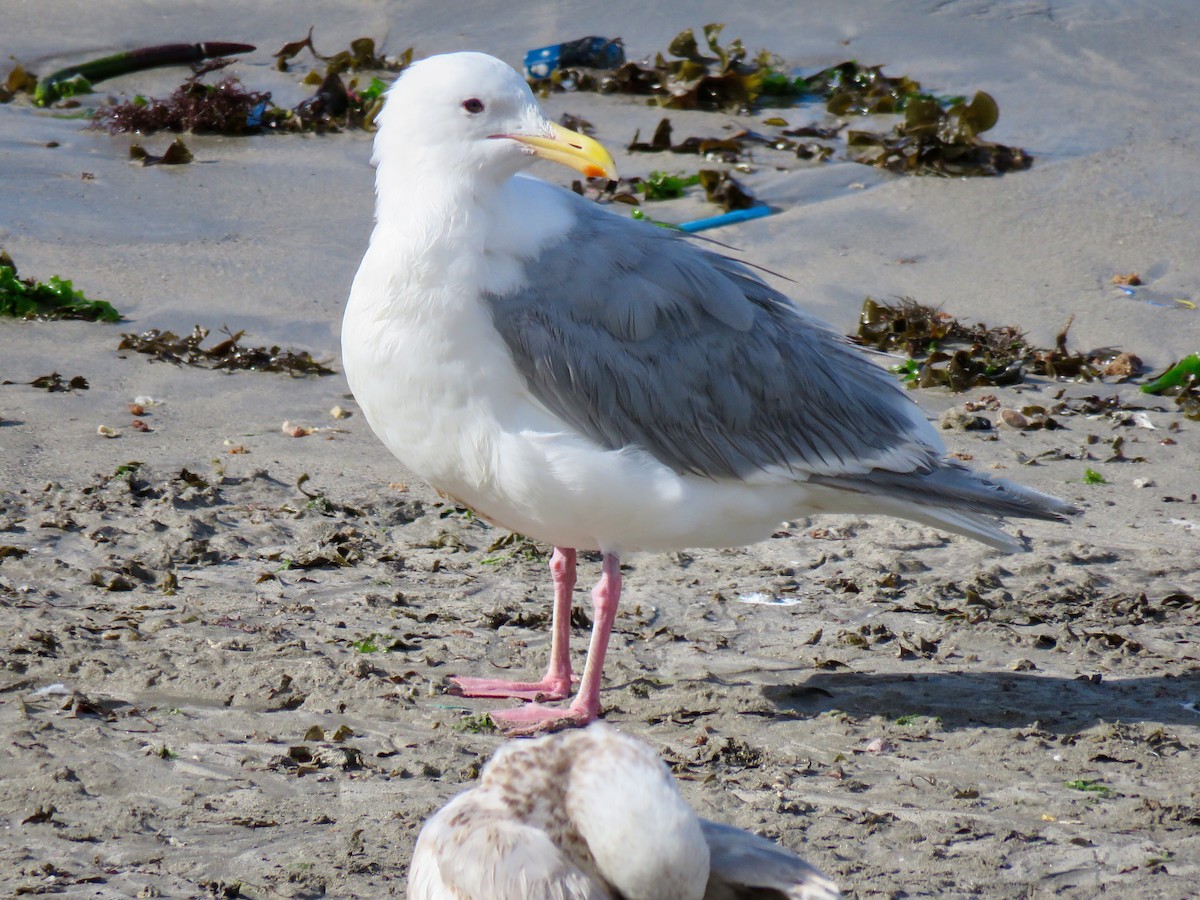 Glaucous-winged Gull - ML89066451