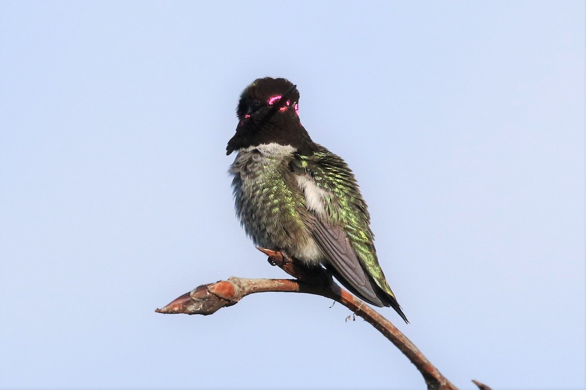 Anna's Hummingbird - ML89066761