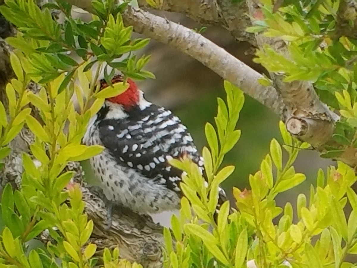 Nuttall's Woodpecker - ML89069261