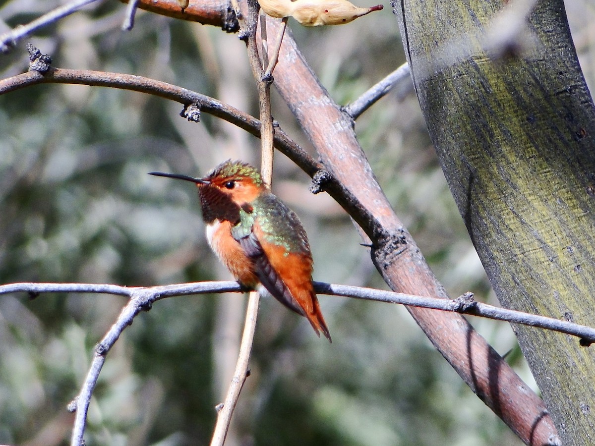 Allen's Hummingbird - ML89069991