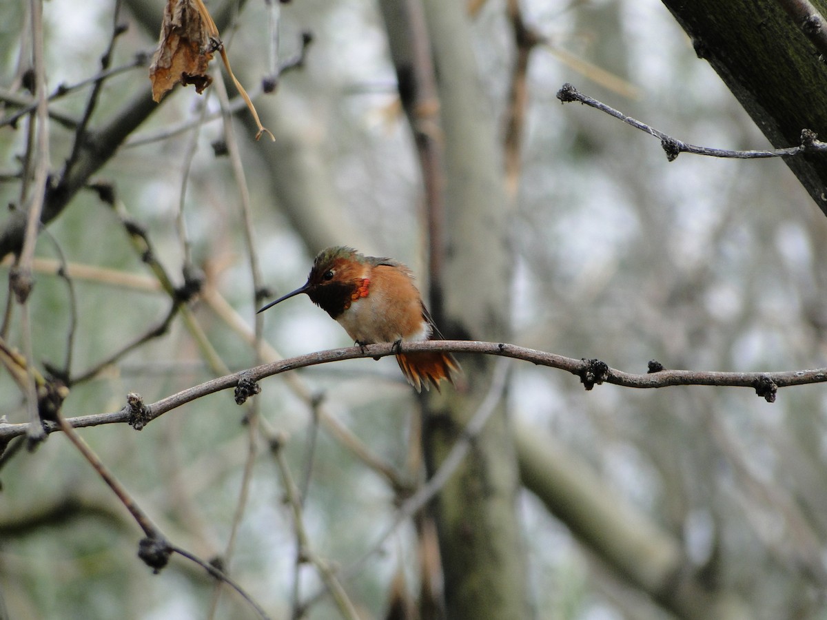 Allen's Hummingbird - ML89070001