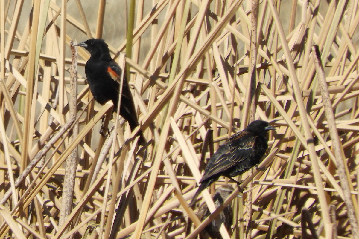 Red-winged Blackbird - ML89070241