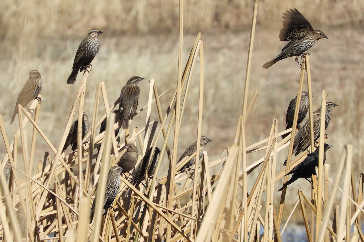 Red-winged Blackbird - ML89070251