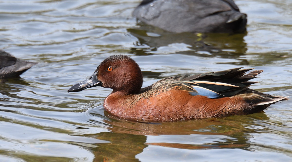 Cinnamon Teal - Lisa Ruby