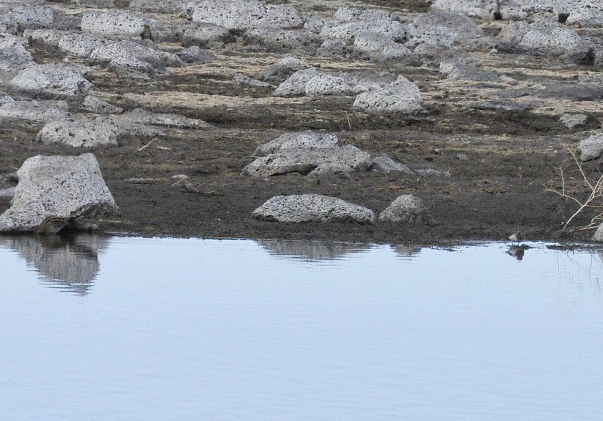 Wilson's Snipe - ML89071381