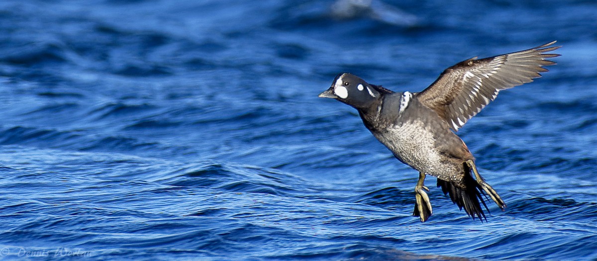 Harlequin Duck - ML89073031