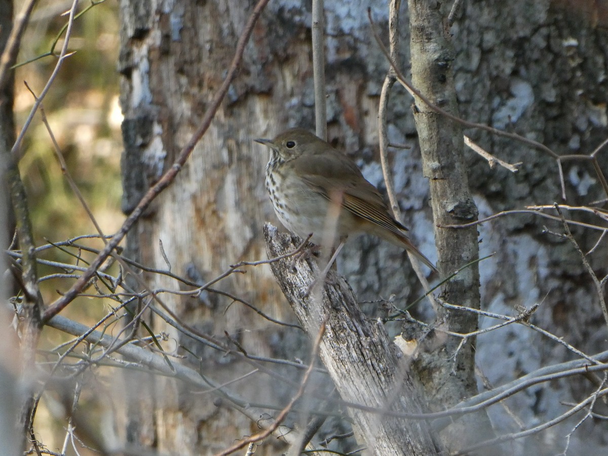 Hermit Thrush - ML89075601