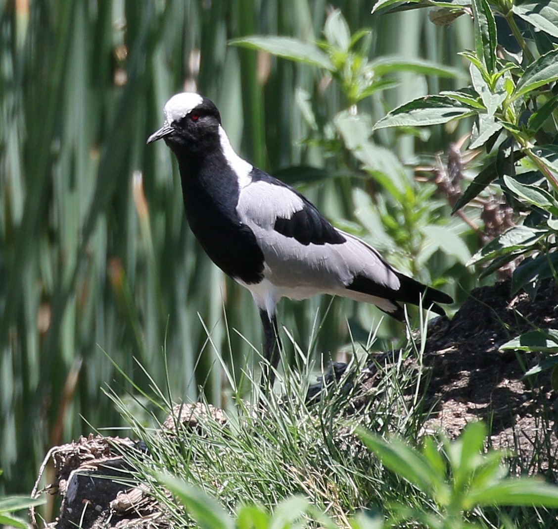 Blacksmith Lapwing - ML89077811