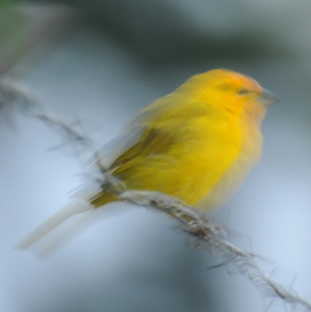 Saffron Finch - ML89078001