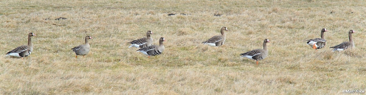 Greater White-fronted Goose - Marc Roca