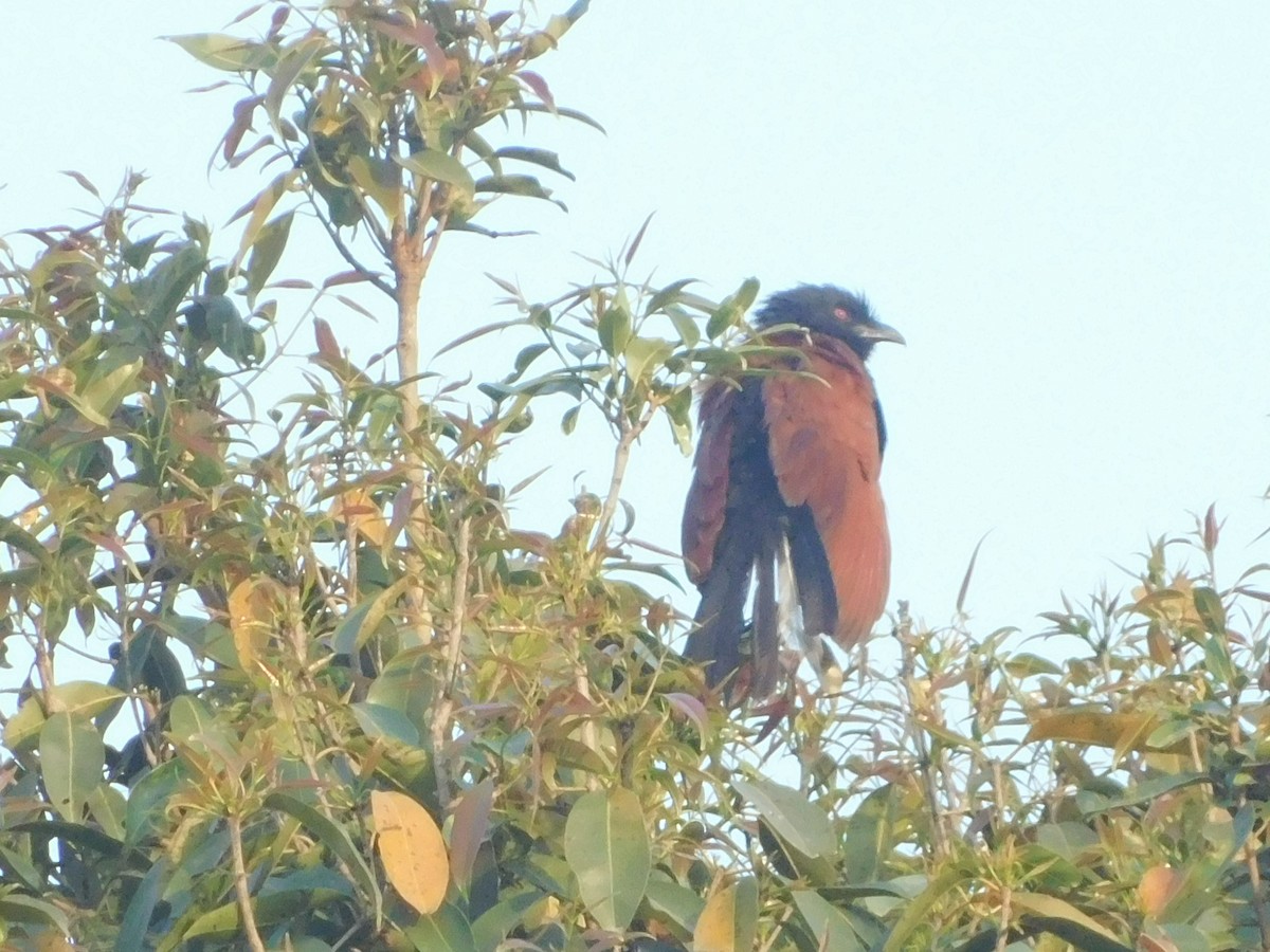 Greater Coucal - ML89078971