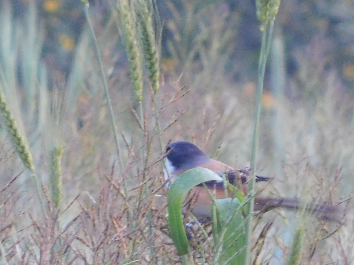 Bay-backed Shrike - K B Srivastava