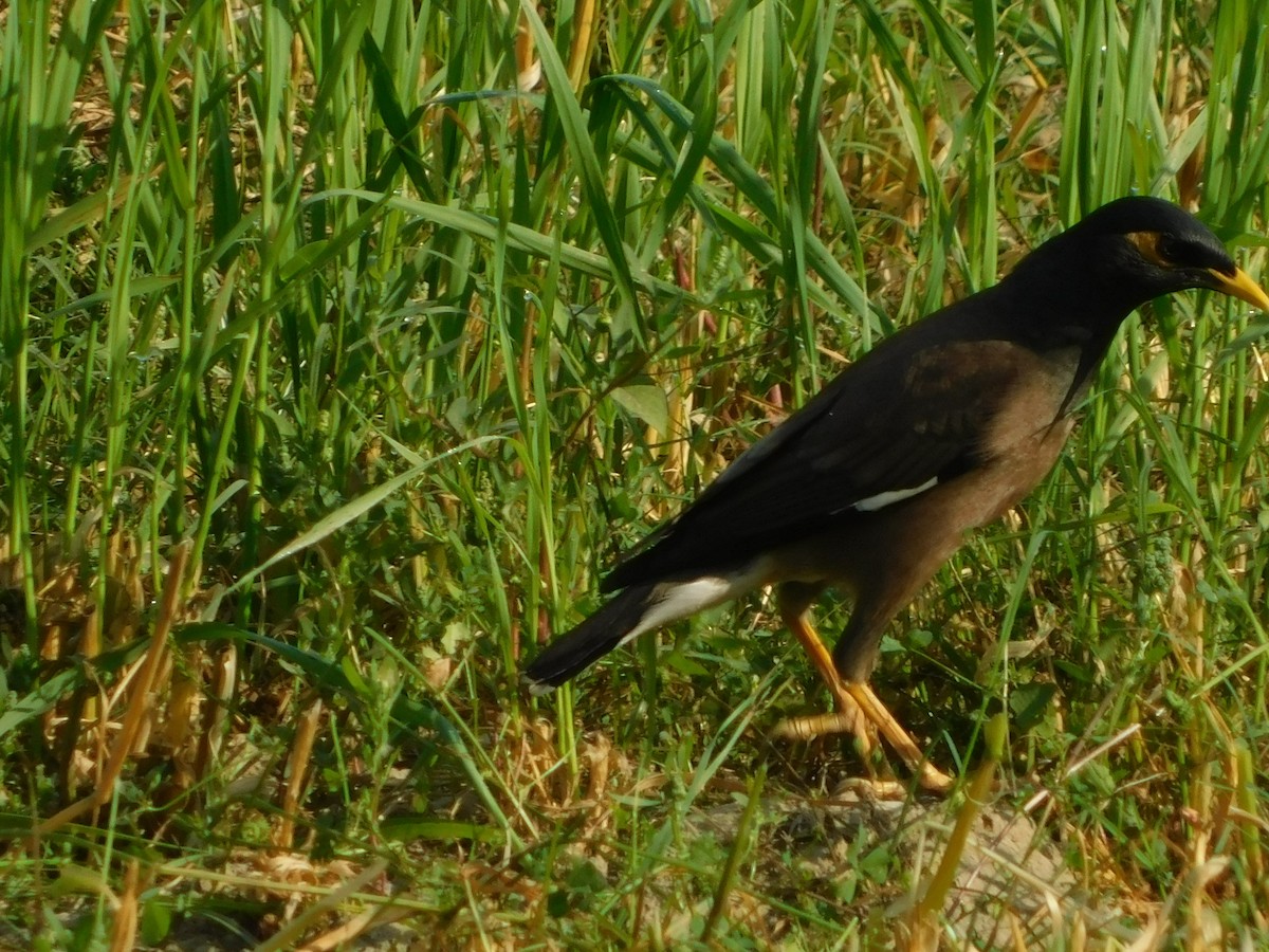 Common Myna - ML89080051