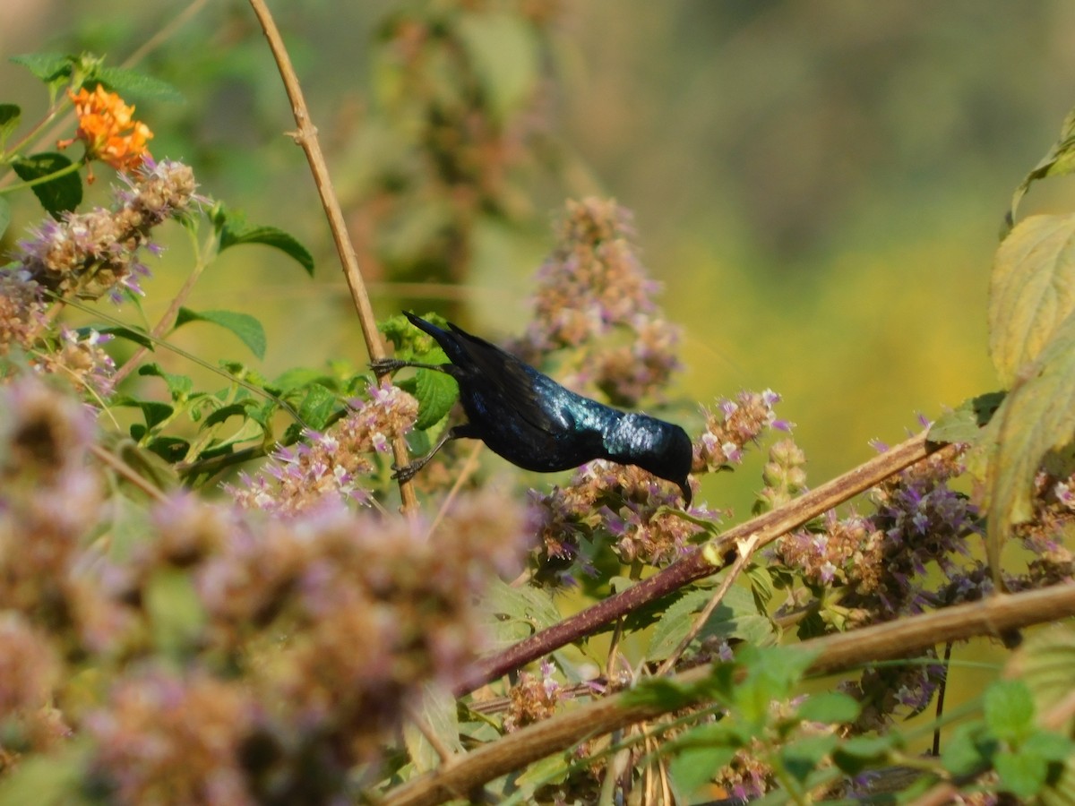 Purple Sunbird - ML89080321