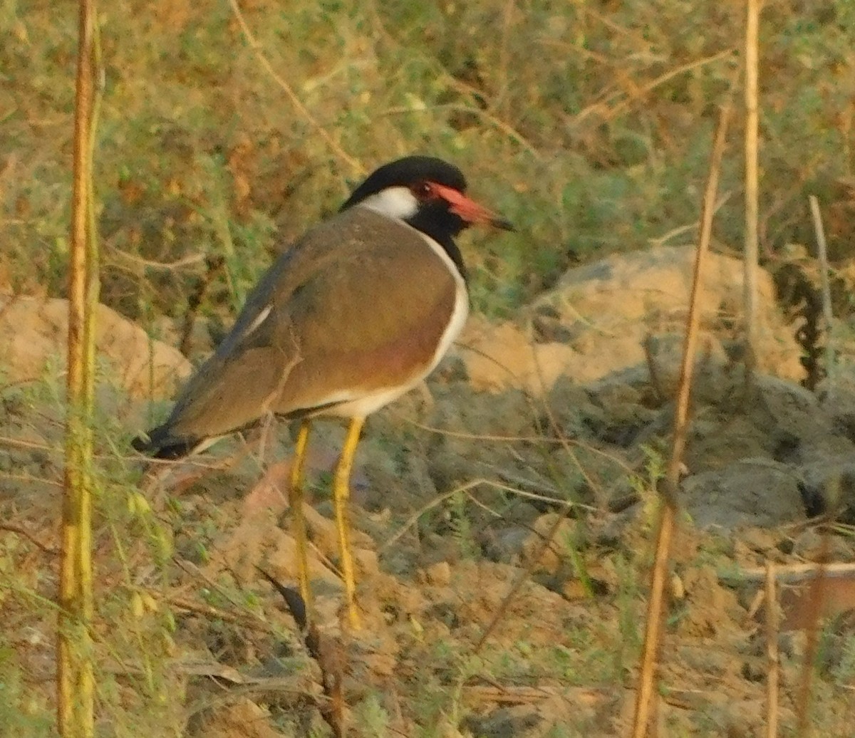 Red-wattled Lapwing - ML89080571