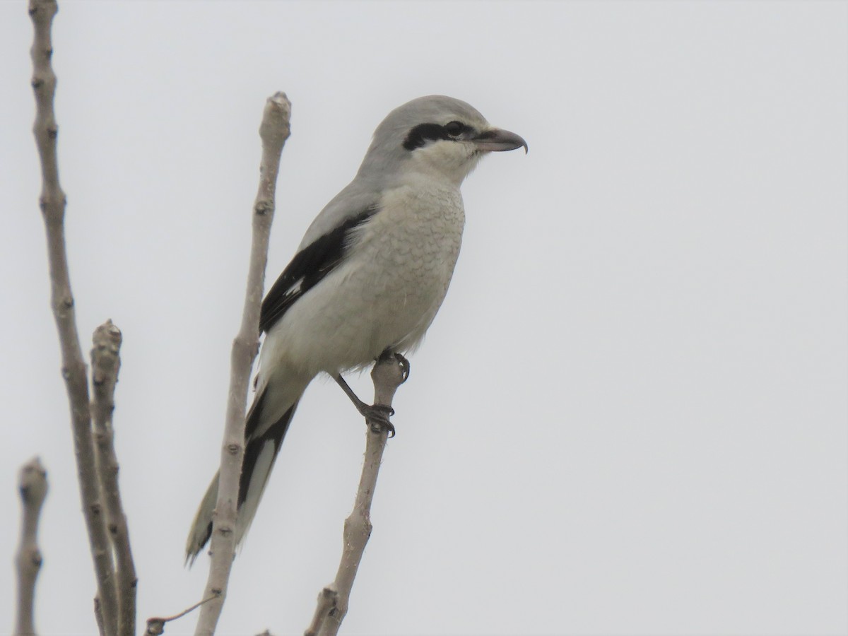 Northern Shrike - Ed Stonick