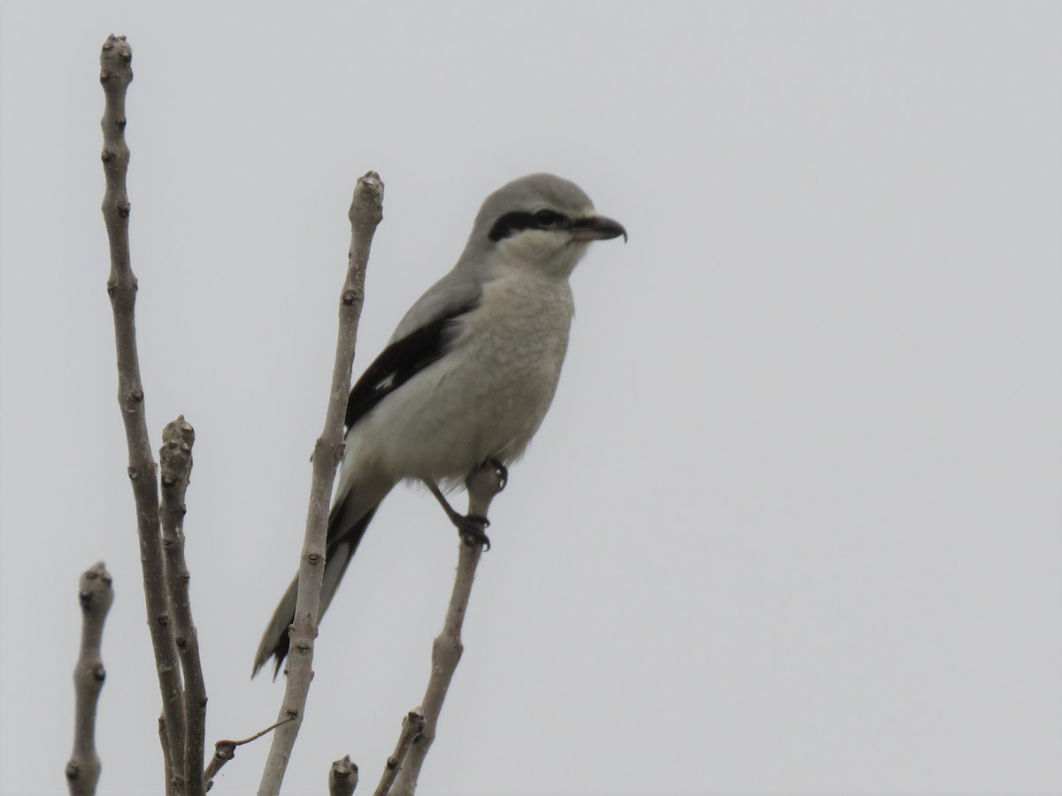 Northern Shrike - Ed Stonick