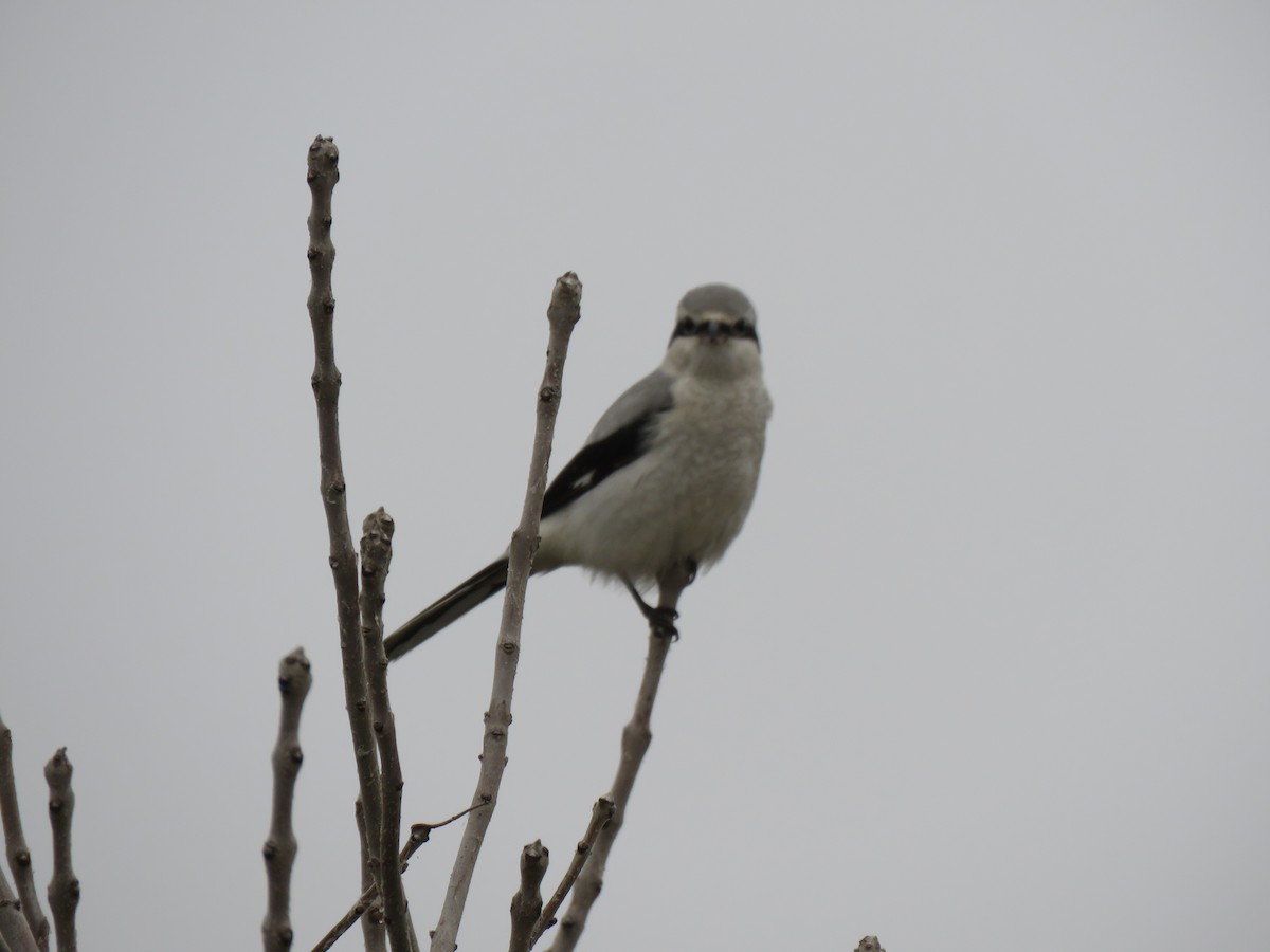 Northern Shrike - ML89080811