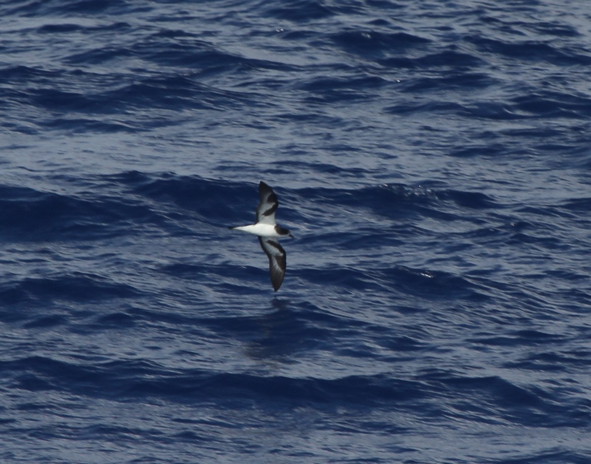 Bonin Petrel - ML89080961