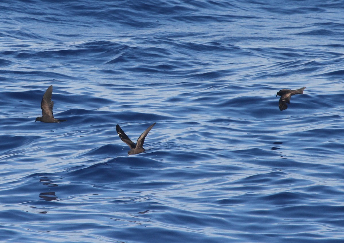 Matsudaira's Storm-Petrel - ML89081231