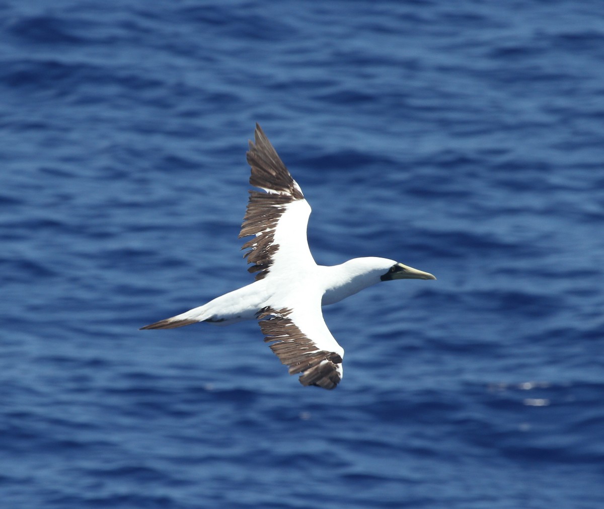 Masked Booby - James (Jim) Holmes