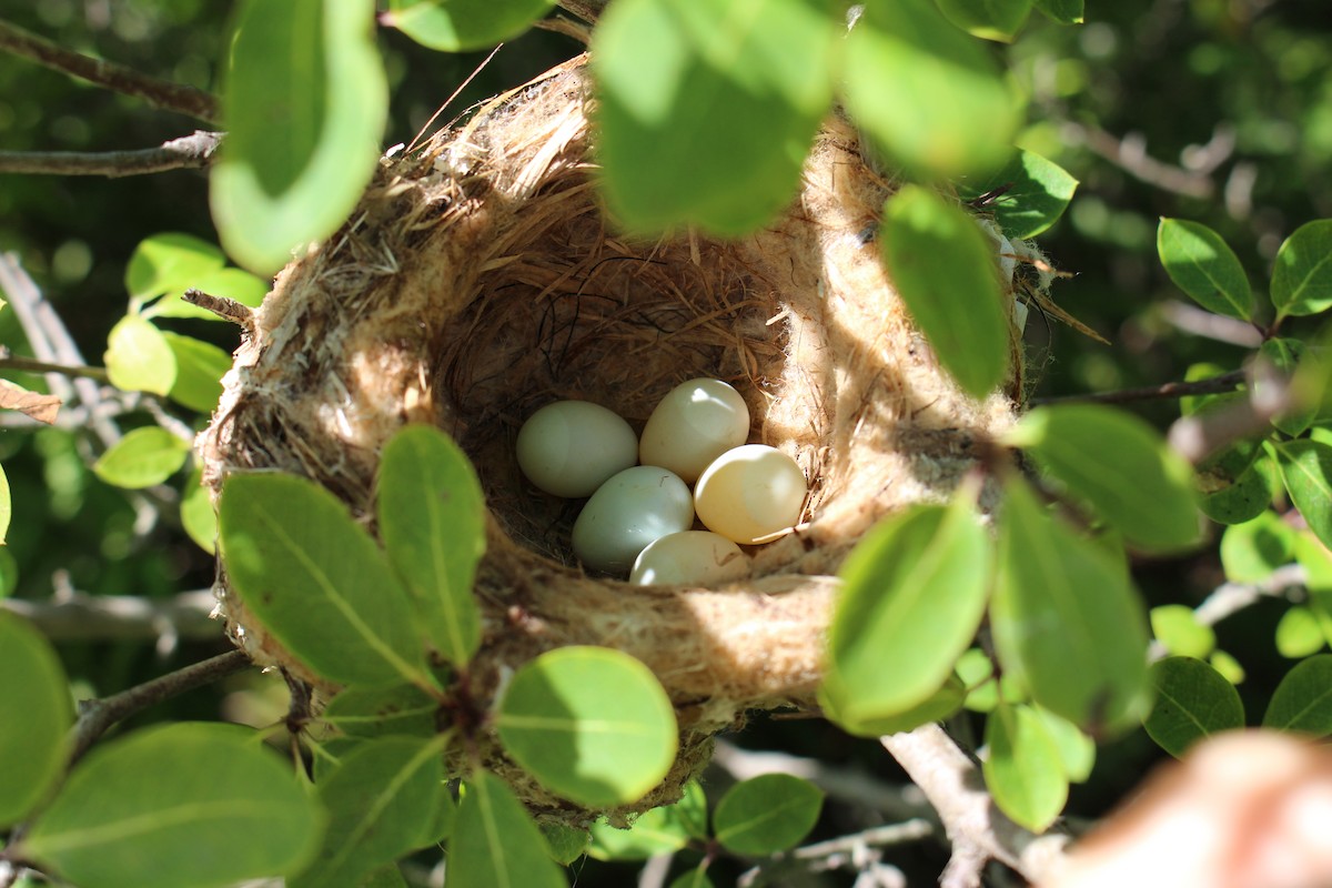 American Goldfinch - Burke Korol