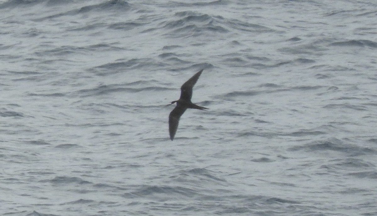 Sooty Tern - ML89082901