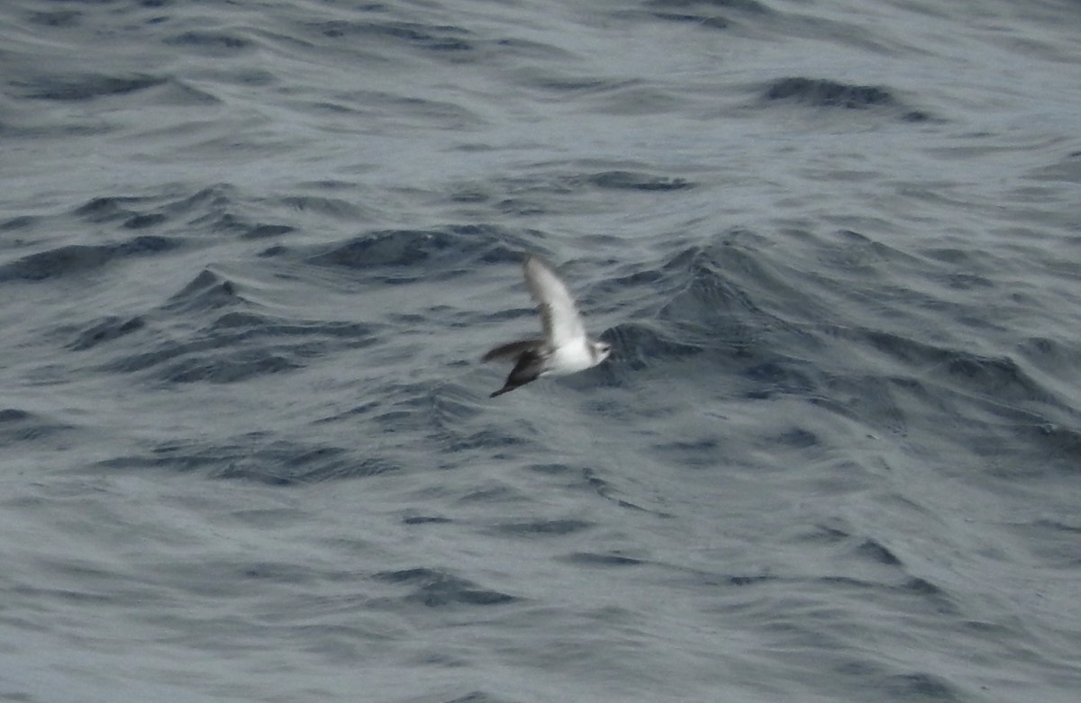 White-faced Storm-Petrel - ML89083391