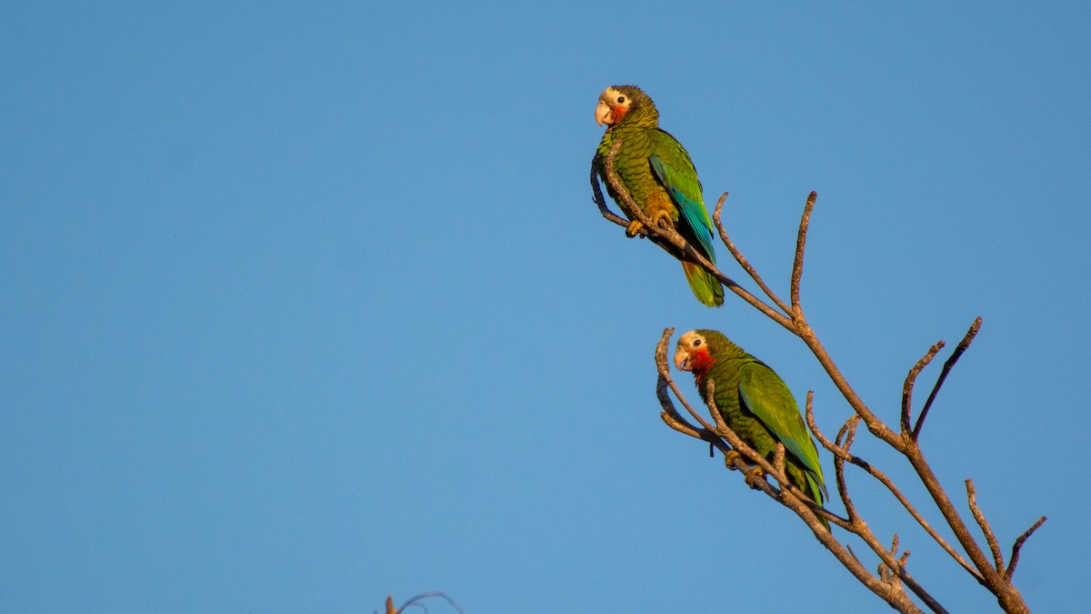 Cuban Parrot - ML89084631