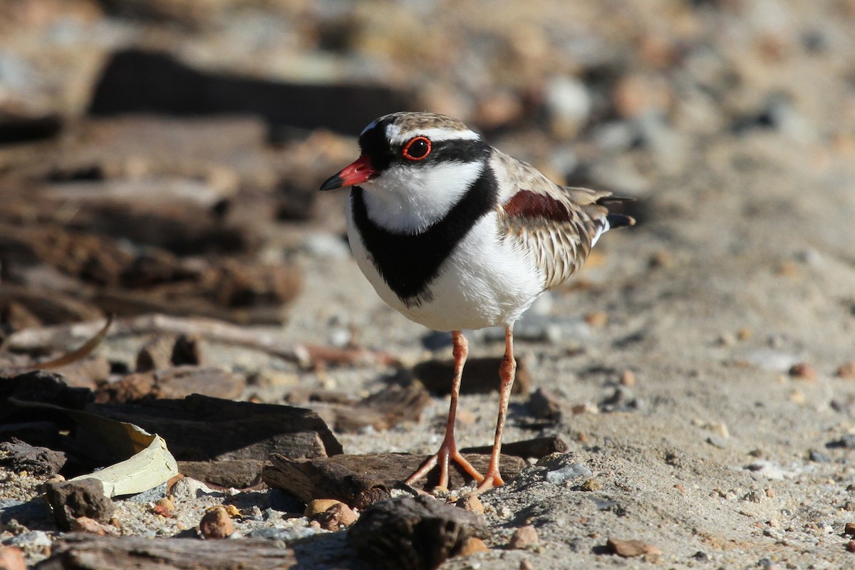 Black-fronted Dotterel - ML89084701