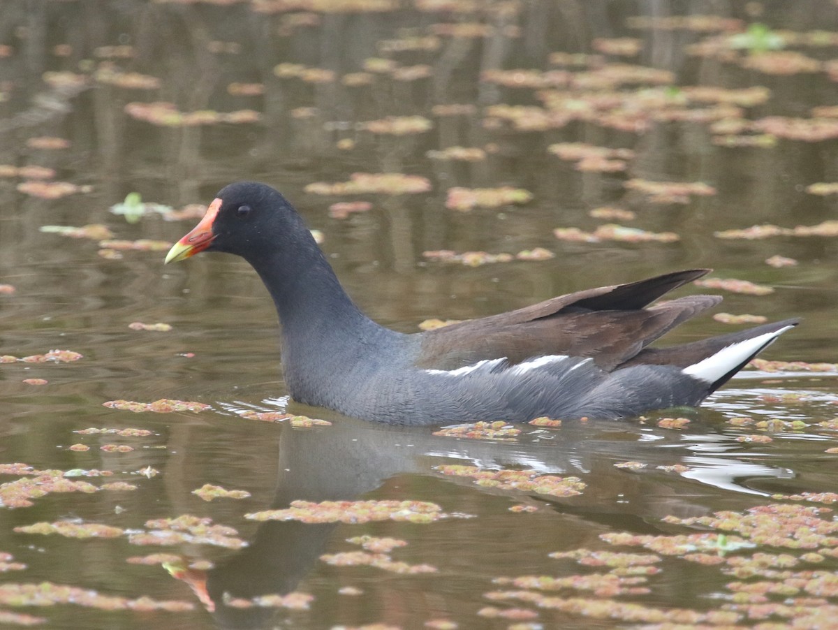 Common Gallinule - Gil Ewing