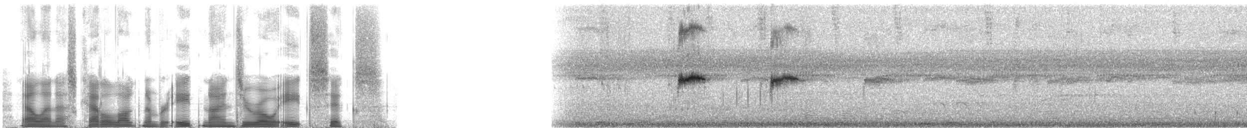 Cotorrita de Sclater (sclateri) - ML89086