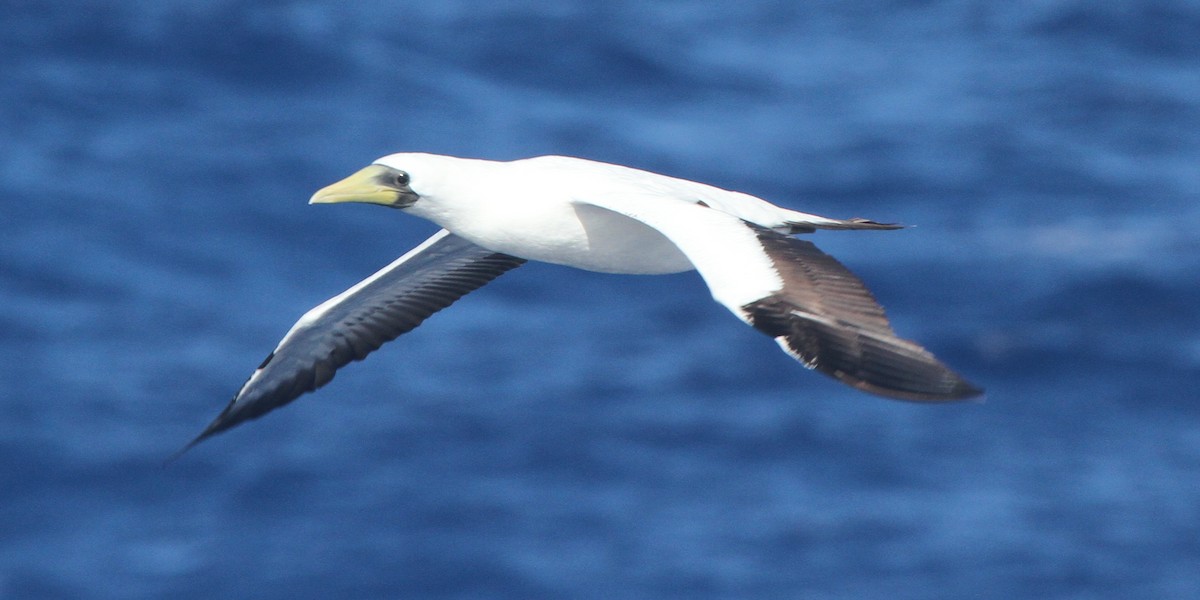 Masked Booby - ML89087471