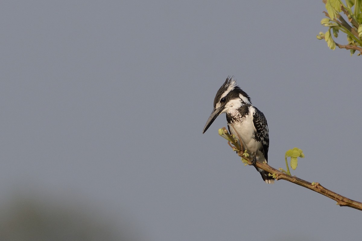 Pied Kingfisher - Sanjay Malik