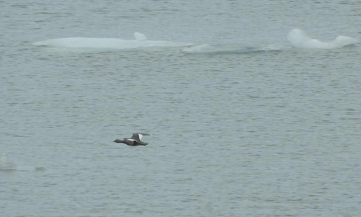 Flying Steamer-Duck - ML89089621
