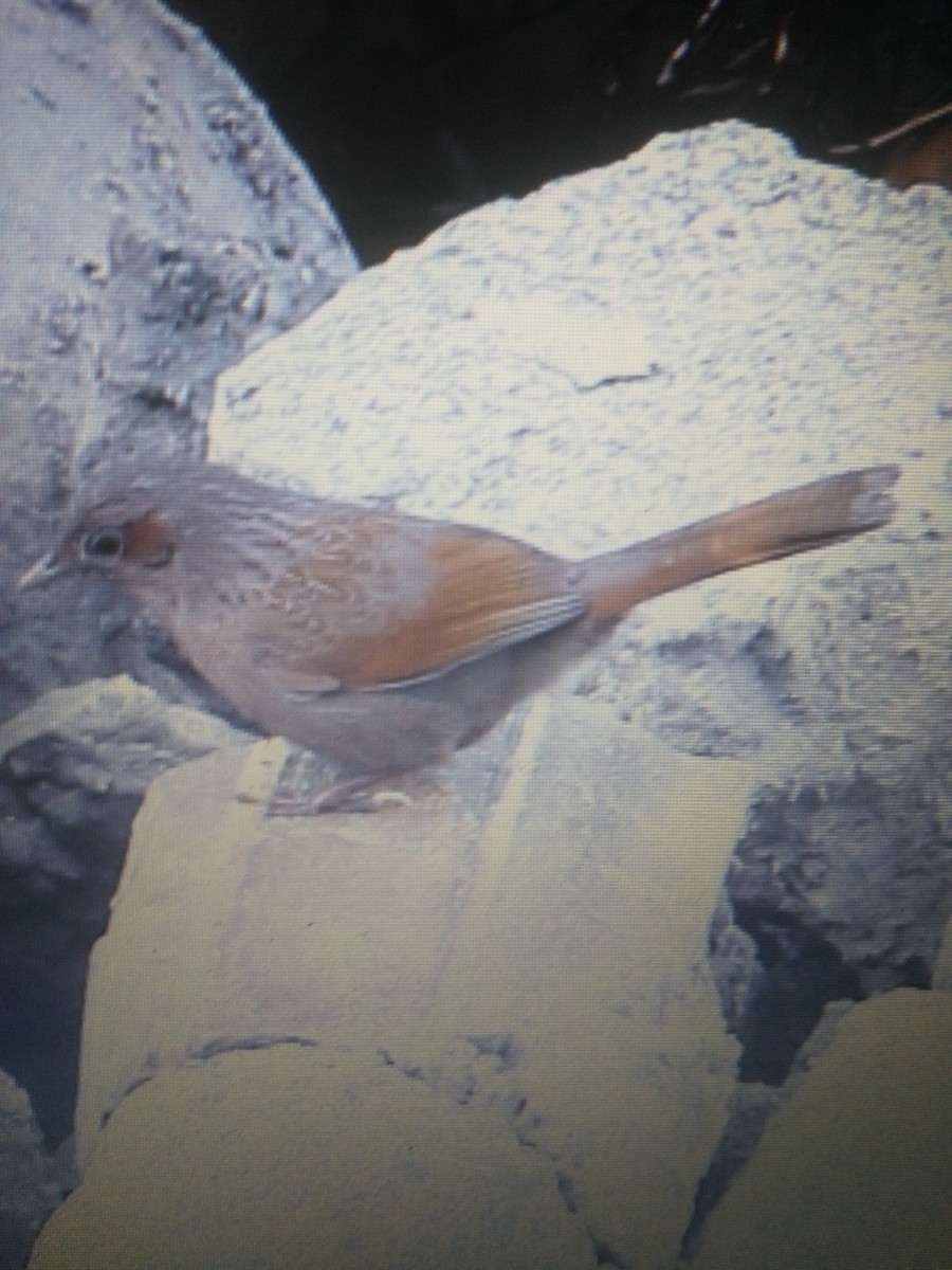 Streaked Laughingthrush - ML89090841