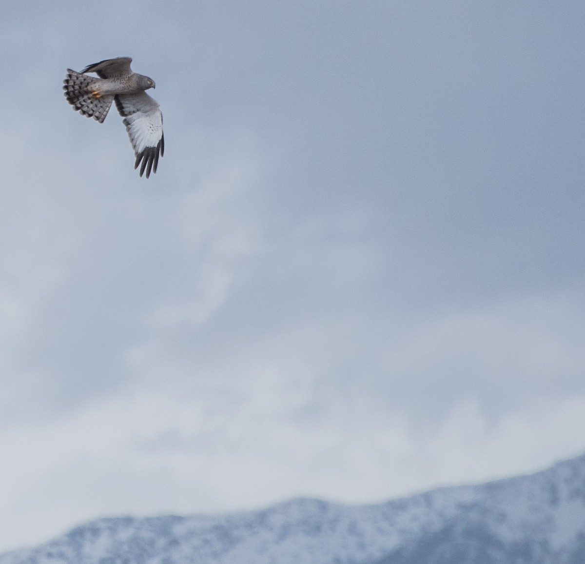 Northern Harrier - ML89091221