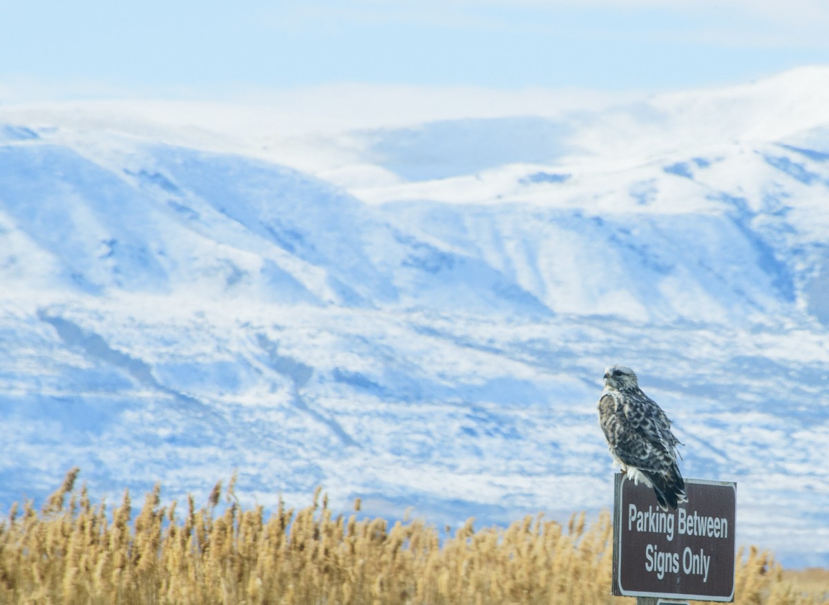 Rough-legged Hawk - ML89091501