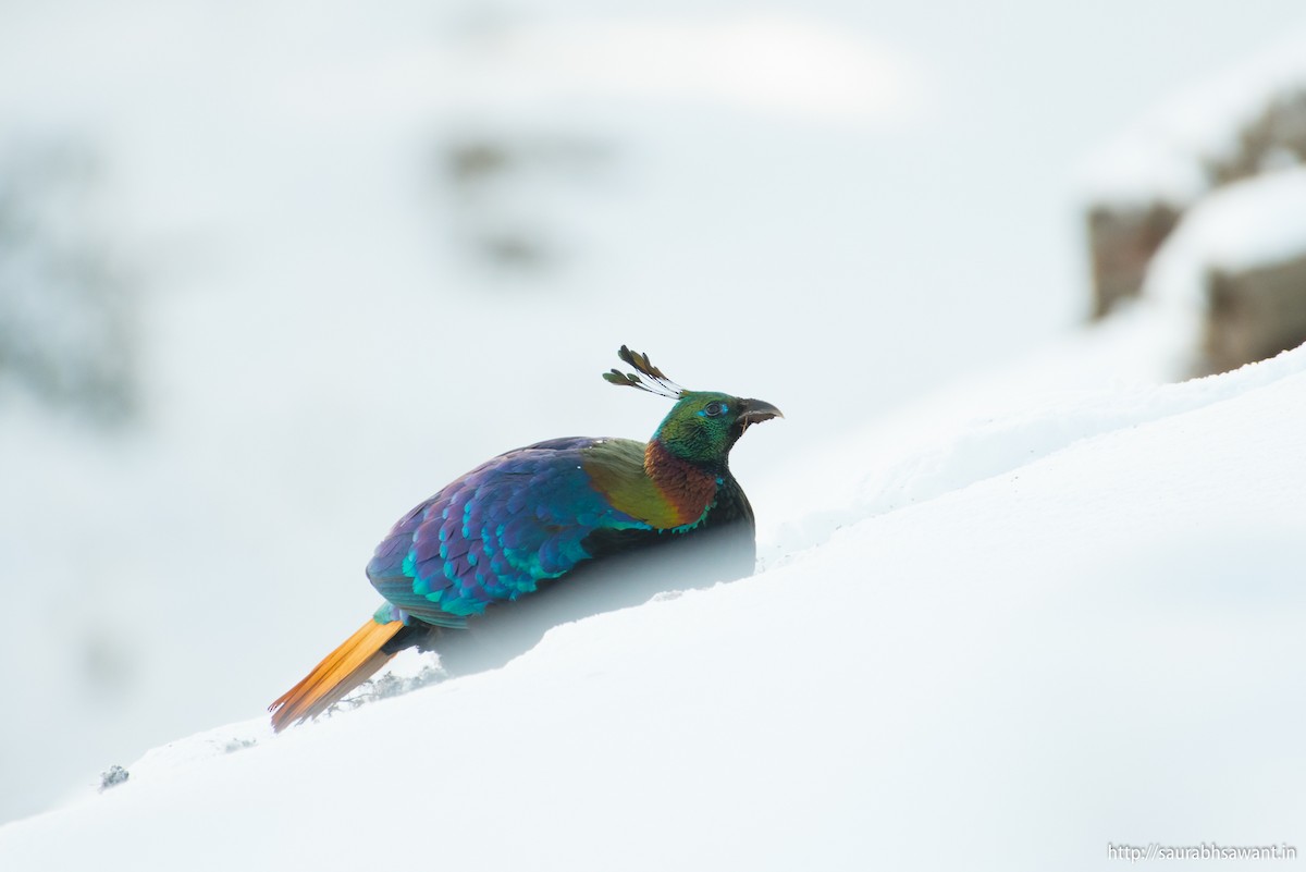 Himalayan Monal - ML89091931