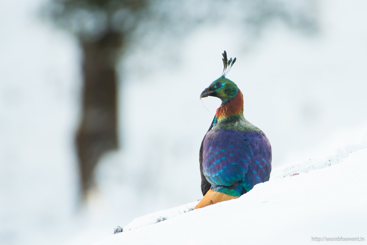 Himalayan Monal - ML89091951