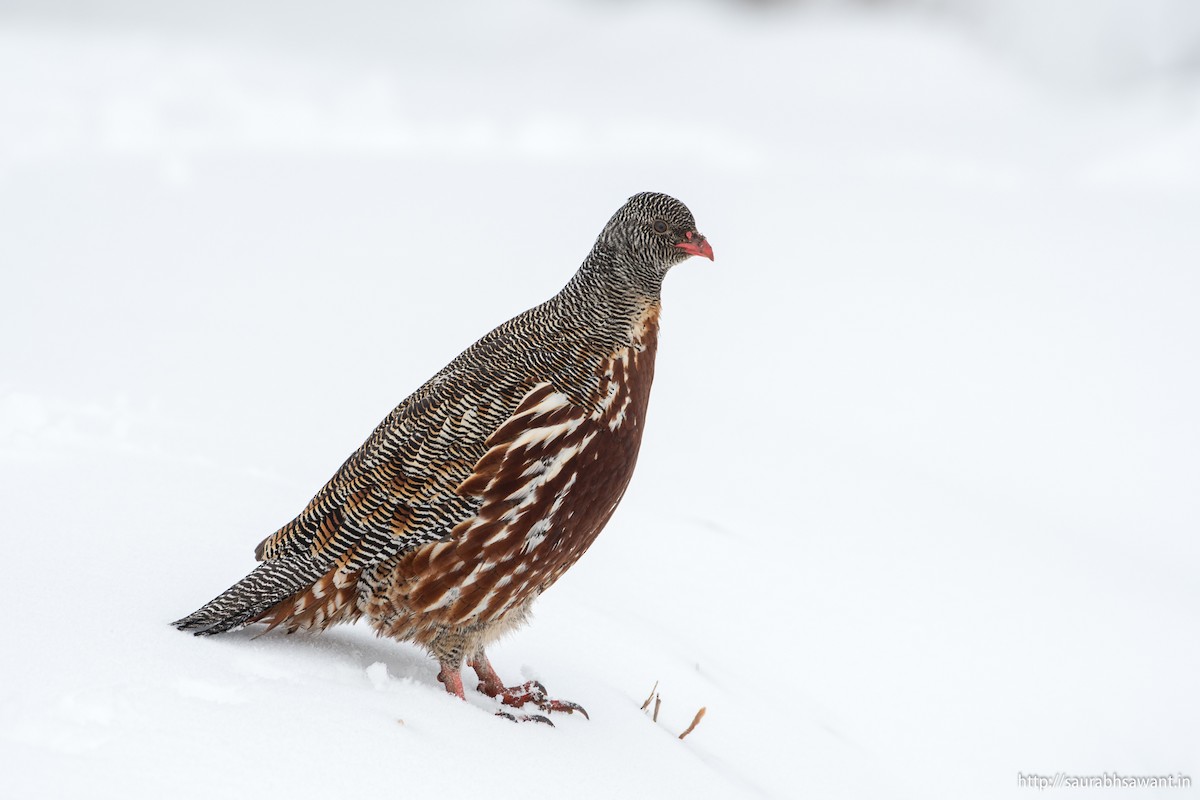 Snow Partridge - ML89092001