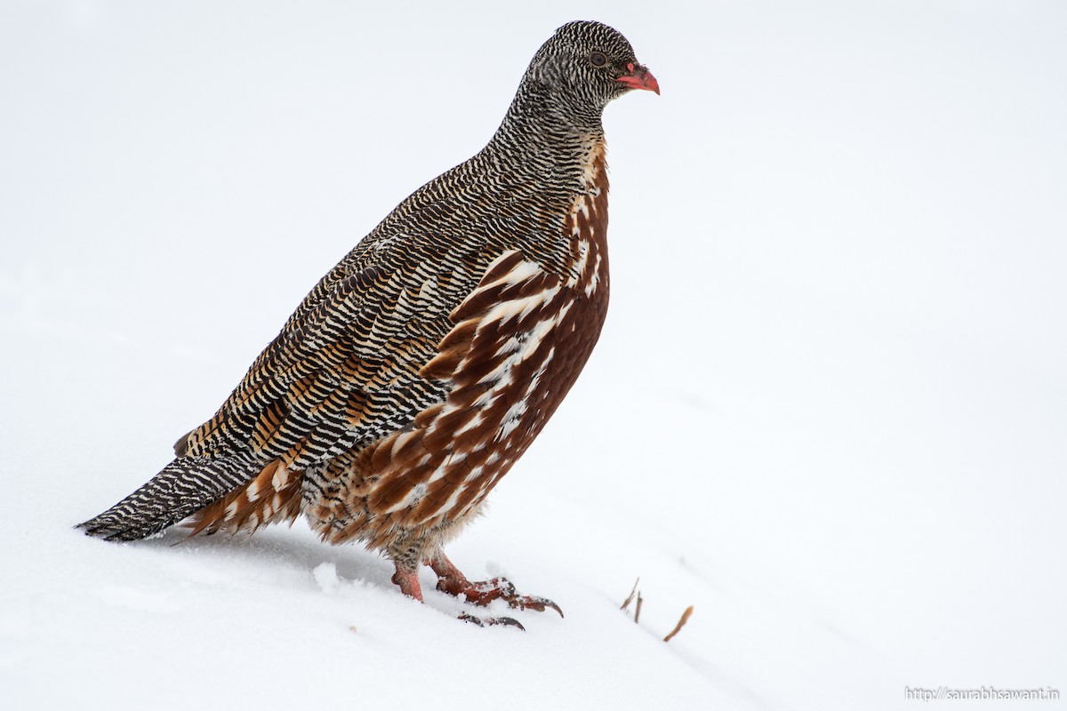 Snow Partridge - ML89092011